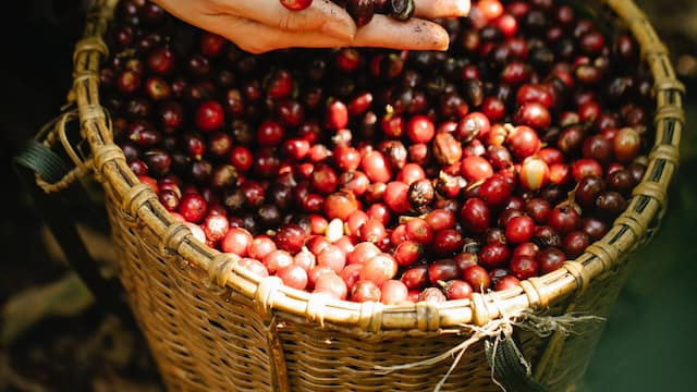 Ripe coffee beans on a plantation tour