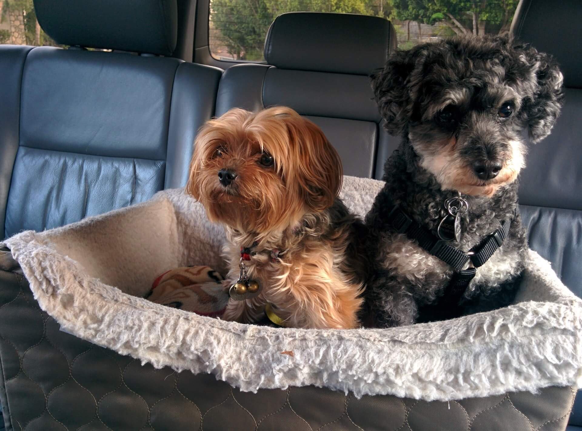 Pet dogs traveling in Hawaiʻi in a rental car