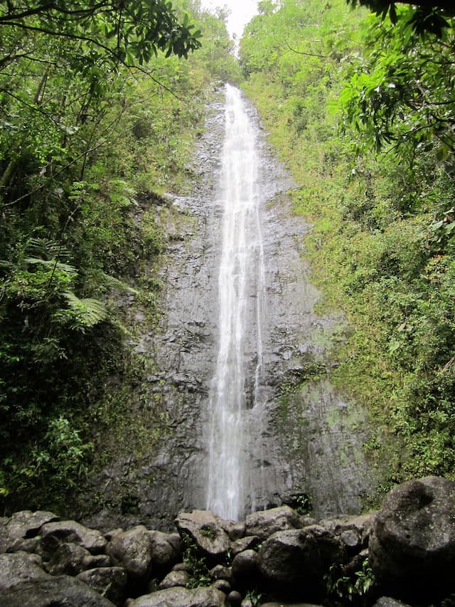 Manoa Falls viewed from the ground